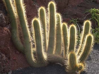 Echinopsis rubinghiana