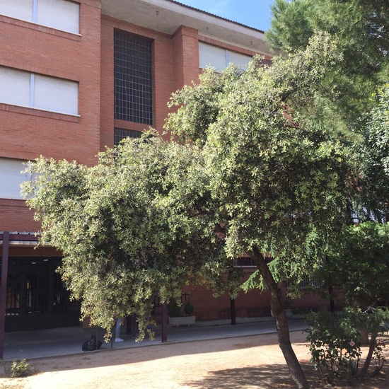 Instalaciones IES Felipe Trigo 13