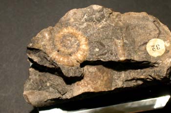 Ophioceras simplex (Nautilus) Silúrico