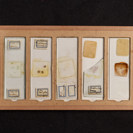 IES_ISABELLACATOLICA_BIOLOGIA_208