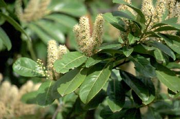 Lauroceraso - Hojas (Prunus laurocerasus)