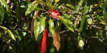Acerolo chino (Potinia serrulata)