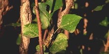 álamo negro - Hojas (Populus nigra)