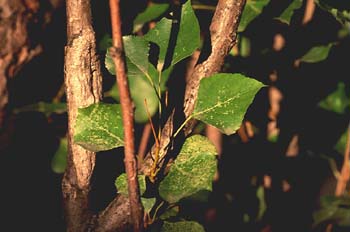 álamo negro - Hojas (Populus nigra)