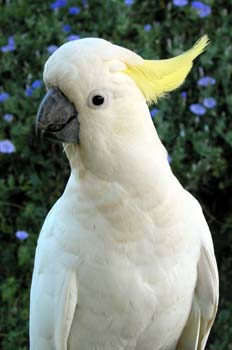 Cacatúa, Australia