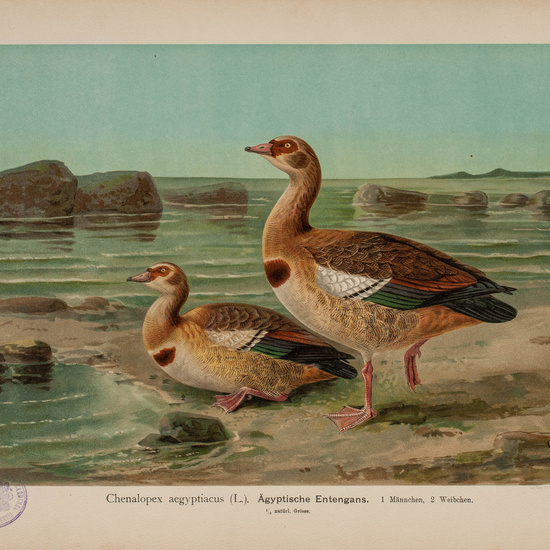 IES_CARDENALCISNEROS_AVES_LAMINAS_048