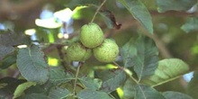 Nogal - Nuez (Juglans regia)