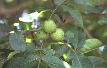 Nogal - Nuez (Juglans regia)