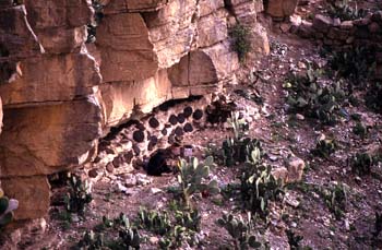 Mujer secando estiércol para combustible, Yemen
