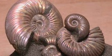 Paracadoceras sp. (Molusco-Ammonites) Jurásico