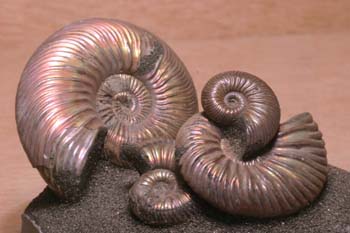 Paracadoceras sp. (Molusco-Ammonites) Jurásico