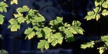 Arce blanco - Hoja (Acer pseudoplatanus)