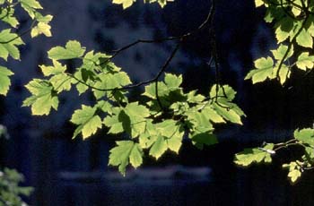 Arce blanco - Hoja (Acer pseudoplatanus)