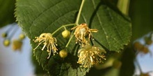 Tilo común - Flores (Tilia platyphyllos)