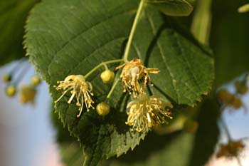 Tilo común - Flores (Tilia platyphyllos)