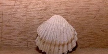 Cerastoderma sp. (Molusco-Bivalvo) Pleistoceno