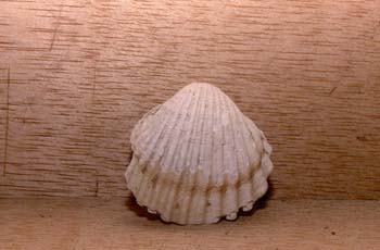 Cerastoderma sp. (Molusco-Bivalvo) Pleistoceno