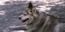 Perro doméstico - Husky (Canis lupus familiaris)