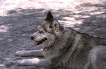 Perro doméstico - Husky (Canis lupus familiaris)