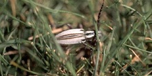 Longicornio zapador (Dorcadion uhagoni)