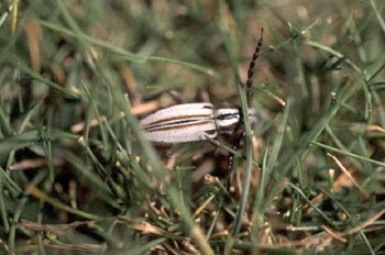 Longicornio zapador (Dorcadion uhagoni)