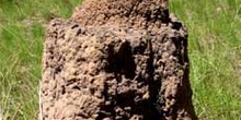 Termitero en detalle, Kakadu, Australia
