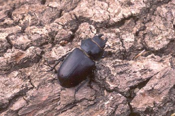 Ciervo volador (Lucanus cervus)