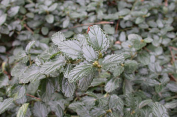 Enredadera (Beanothus thyrsiflrus)