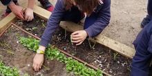 5º PLANTA EN EL HUERTO_CEIP FDLR_LAS ROZAS 3