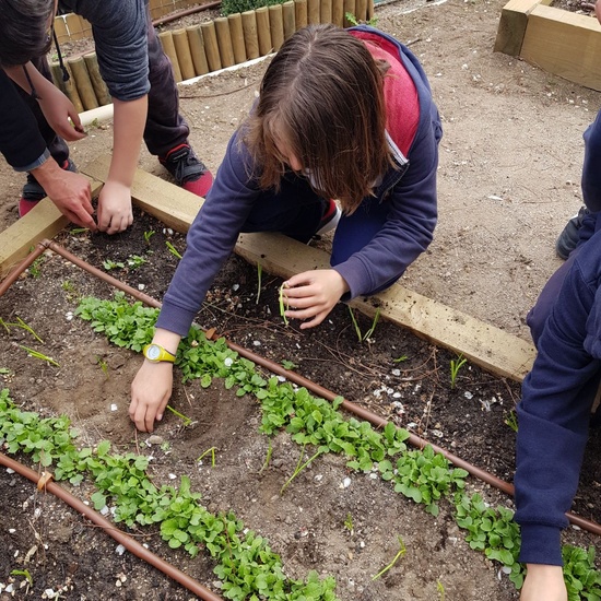 5º PLANTA EN EL HUERTO_CEIP FDLR_LAS ROZAS 3