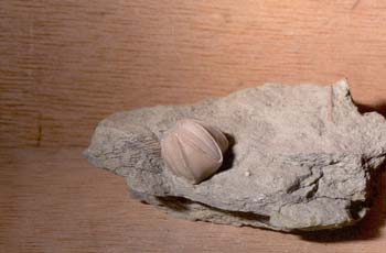 Pentremites symmetricus (Crinoideo) Carbonífero
