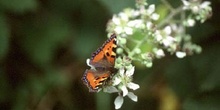 Ortiguera (Aglais urticae)