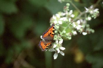 Ortiguera (Aglais urticae)