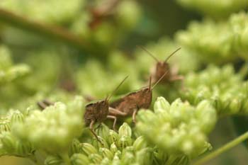 Saltamontes verde común (Omocestus viridulus)