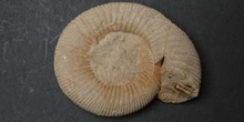 Vermisphinctes vermiformis (Ammonites) Jurásico