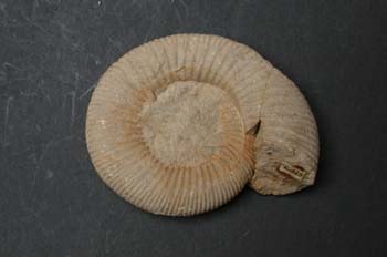 Vermisphinctes vermiformis (Ammonites) Jurásico