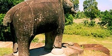 Elefante de piedra en la selva, Aangkor, Camboya