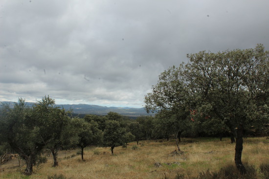 Daniel Santiago Alcázar Osa MEL2 foto 3  Concurso Fotografía Satafi