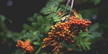 Serbal de cazadores - Fruto (Sorbus acuparia)