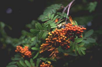 Serbal de cazadores - Fruto (Sorbus acuparia)