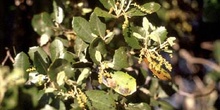 Encina - Hoja (Quercus ilex)