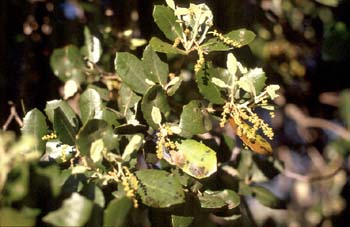 Encina - Hoja (Quercus ilex)