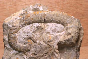 Ammonites sp. (Molusco-Ammonites) Jurásico