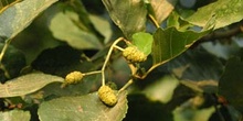 Aliso - Flor Femenina (Alnus glutinosa)