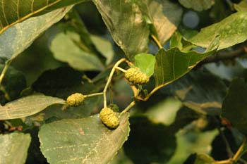 Aliso - Flor Femenina (Alnus glutinosa)