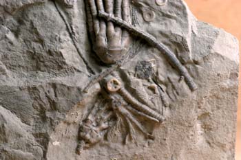 (Crinoideo) Devónico