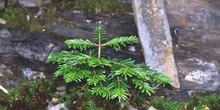 Abeto blanco (Abies alba)