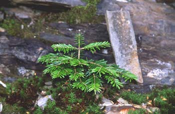 Abeto blanco (Abies alba)