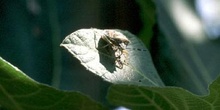 Chinche de la fresa (Dolycoris baccarum)