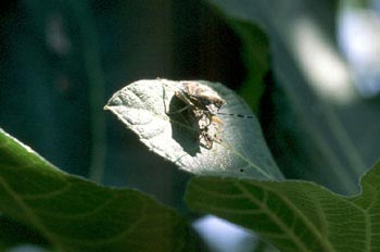 Chinche de la fresa (Dolycoris baccarum)